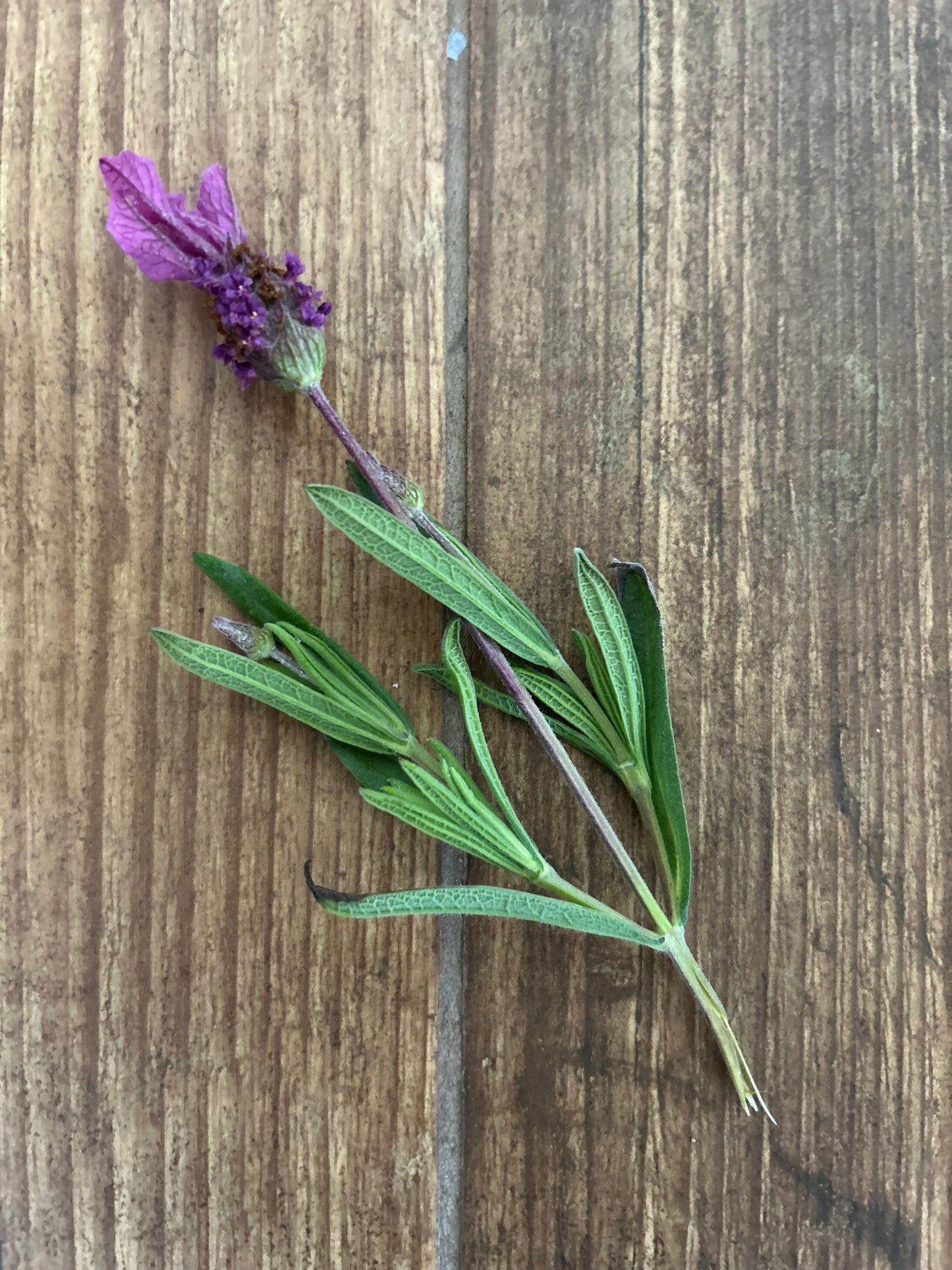 Lavender & Eucalyptus soap